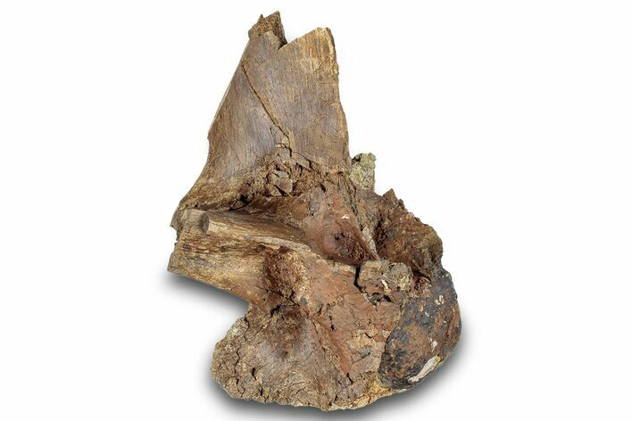 Hadrosaur (Edmontosaurus) Vertebral Arch - Wyoming #264897